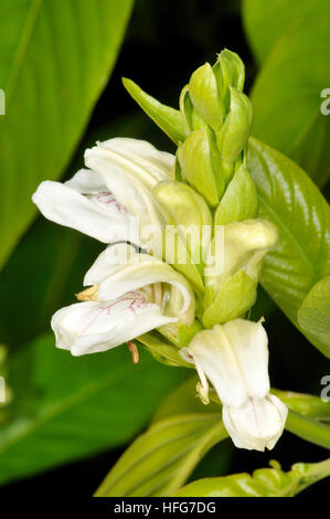 Fiori di Justicia adhatoda, Malabaresi dado, Turo del Putget park, Barcellona, in Catalogna, Spagna Foto Stock