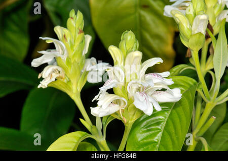 Fiori di Justicia adhatoda, Malabaresi dado, Turo del Putget park, Barcellona, in Catalogna, Spagna Foto Stock