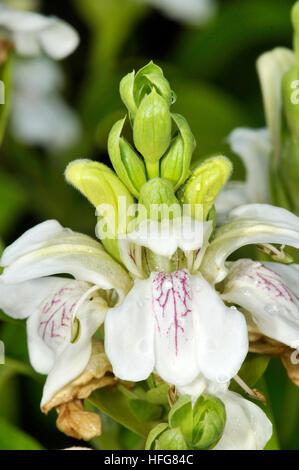 Fiori di Justicia adhatoda, Malabaresi dado, Turo del Putget park, Barcellona, in Catalogna, Spagna Foto Stock