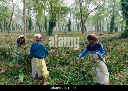 Kaziranga: la piantagione di tè; i lavoratori di potatura di arbusti di tè nella stagione secca, Assam, India Foto Stock