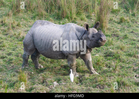 Il Parco Nazionale di Kaziranga: il rinoceronte indiano (Rhinoceros unicornis), Assam, India Foto Stock