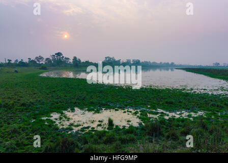 Il Parco Nazionale di Kaziranga: lago, Assam, India Foto Stock
