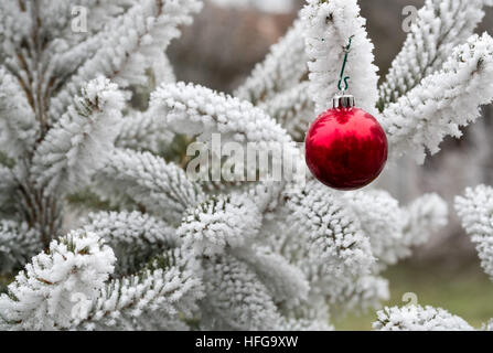 Coperto di brina pino rami e pallina rossa Foto Stock
