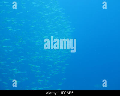 Una scuola di fusilier in Koh Tao. Foto Stock