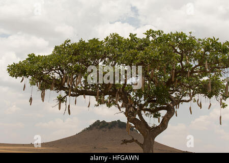 Salsiccia tree (Nigella africana) nella riserva Masai Mara in Kenya Foto Stock