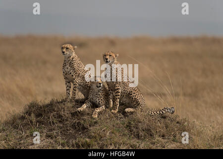 Cheetah madre e lupetti Foto Stock