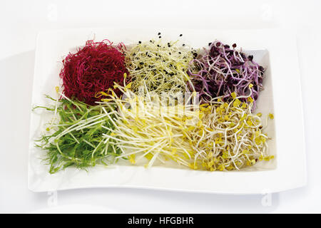 I cavoli misti: bietola, aglio, Mung bean, ravanello peez verde e di germogli di soia Foto Stock