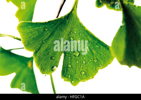 Foglie di ginko (Ginkgo biloba) coperta in dewdrops Foto Stock