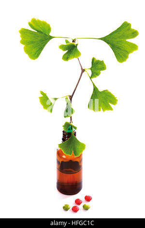 Foglie di ginko (Ginkgo biloba) e Gingko pillole Foto Stock