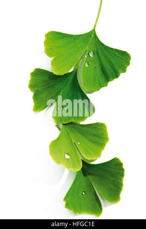 Foglie di ginko (Ginkgo biloba) coperta in dewdrops Foto Stock