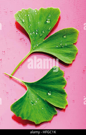 Foglie di ginko (Ginkgo biloba) coperta in dewdrops Foto Stock