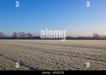 Un grano di inverno campo coperto di brina con alberi, colline e lungo le siepi in Yorkshire wolds il paesaggio è sotto un cielo blu chiaro Foto Stock