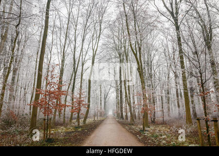 Scena invernale della foresta del Amelisweerd station wagon con un percorso a piedi e alberi calva bianco della brina. Utrecht, Paesi Bassi. Foto Stock