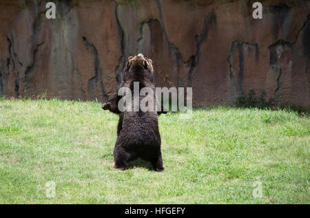 L'orso bruno (Ursus arctos) coniugata Foto Stock