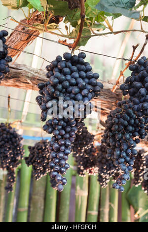 I grappoli di uve appendere un vitigno, stock photo Foto Stock