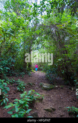 Alexandra cade, una parte del Black River Gorges, Mauritius. Foto Stock