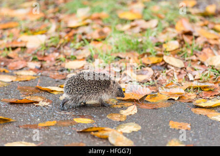 I capretti riccio camminando in autunno figliata di foglia Foto Stock