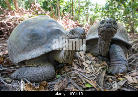 Aldabra tartarughe giganti a isola tropicale delle Seychelles Foto Stock