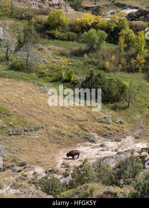 Bison di gran lunga al di sotto, 14-Mile Scenic Drive, unità del Nord, Theodore Roosevelt National Park, North Dakota. Foto Stock