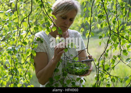 Birkenblätter-Ernte, Frau erntet Blätter von Birke, Birkenblatternte, Birkenblatternte, Birke, Hänge-Birke, Sand-Birke, Hängebirke, Betula pendula, UE Foto Stock