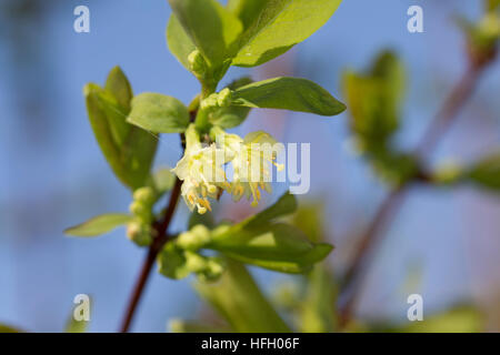 Blaue Heckenkirsche, Blaue Doppelbeere, Lonicera caerulea, Blu-caprifoglio a bacca, Sweetberry Caprifoglio Foto Stock