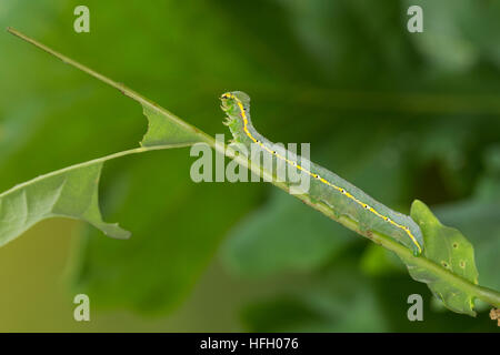 Dunkelgrauer Zahnspinner, Raupe frisst un Eiche, Drymonia ruficornis, lunare marrone marmorizzato, caterpillar, la demi-lune noire, bombice chaonien. Zahnspinn Foto Stock