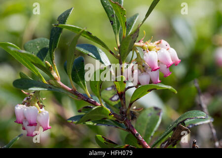 Echte Bärentraube, Immergrüne Bärentraube, Arctostaphylos uva-ursi, kinnikinnick, manzanita pinemat, uva ursina, mirtillo rosso Foto Stock