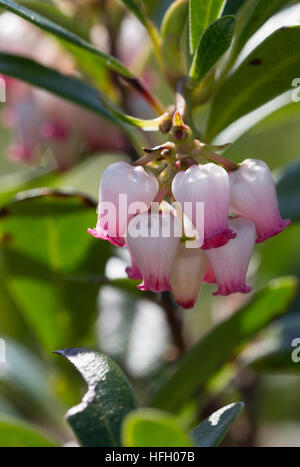 Echte Bärentraube, Immergrüne Bärentraube, Arctostaphylos uva-ursi, kinnikinnick, manzanita pinemat, uva ursina, mirtillo rosso Foto Stock