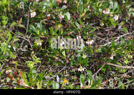 Echte Bärentraube, Immergrüne Bärentraube, Arctostaphylos uva-ursi, kinnikinnick, manzanita pinemat, uva ursina, mirtillo rosso Foto Stock