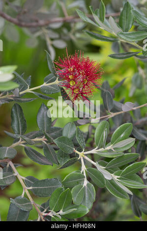 Eisenholzbaum, Pohutukawa, Weihnachtsbaum Neuseeländischer, Metrosideros excelsa Metrosideros tomentosa, Nania tomentosa, Nuova Zelanda albero di Natale, Foto Stock
