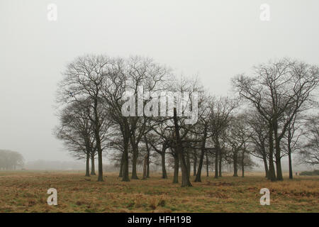 Londra, Regno Unito. 30 Dic, 2016. Alberi su Wanstead Park visto attraverso la nebbia di mattina su dicembre 30, 2016. Temperature di congelamento hanno creato un freddo, nebbia e gelido inizio per molto di Inghilterra e Galles per un terzo giorno. Giallo avvisi di maltempo sono stati emessi dalla MET OFFICE. Foto Stock