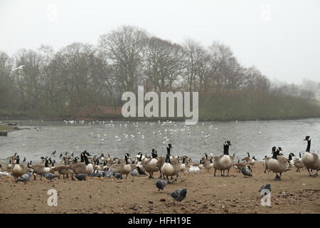 Londra, Regno Unito. 30 Dic, 2016. Branchi di oche, gabbiani e pegions visto da Alexandra Lago in Wanstead Flats in una nebbiosa mattina di dicembre 30, 2016. Temperature di congelamento hanno creato un freddo, nebbia e gelido inizio per molto di Inghilterra e Galles per un terzo giorno. Giallo avvisi di maltempo sono stati emessi dalla MET OFFICE. © David Mbiyu/Alamy Live News Foto Stock