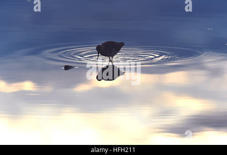 Pechino, Cina. 13 Maggio, 2016. Un legno sandpiper cerca di cibo nella terra bagnata nella baia di Liminka, Finlandia il 13 maggio 2016. © Zhang Xuan/Xinhua/Alamy Live News Foto Stock