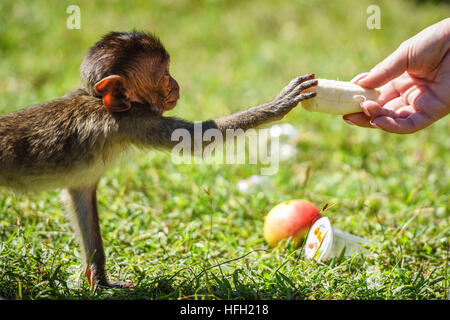 Pechino, Thailandia. 27 Nov, 2016. Un bambino Macachi mangiatori di granchi prende una banana pelata da un turista presso il Phra Prang Sam Yot santuario in lopburi, Tailandia centrale, nov. 27, 2016. © Li Mangmang/Xinhua/Alamy Live News Foto Stock