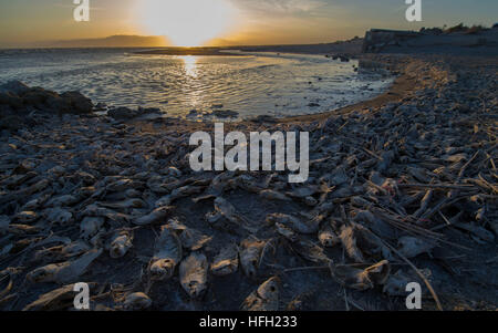 Pechino, USA. 29 apr, 2016. Ci sono un sacco di pesci morti sono visibili sulla banca del Salton Sea, un lago salino nella California del Sud, gli Stati Uniti, il 29 aprile 2016. © Yang Lei/Xinhua/Alamy Live News Foto Stock