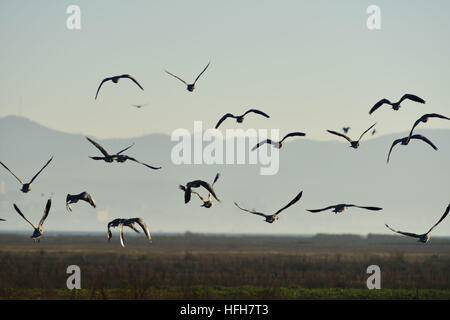 Bijie. 1a gen, 2017. Uno stormo di uccelli volare oltre Caohai riserva naturale nazionale nel sud-ovest della Cina di Guizhou, 1 gennaio, 2017. © Yang Wenbin/Xinhua/Alamy Live News Foto Stock