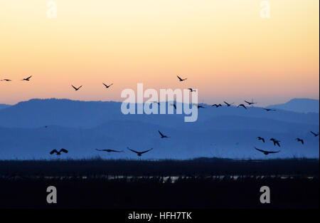 Bijie. 1a gen, 2017. Uno stormo di uccelli volare oltre Caohai riserva naturale nazionale nel sud-ovest della Cina di Guizhou, 1 gennaio, 2017. © Yang Wenbin/Xinhua/Alamy Live News Foto Stock