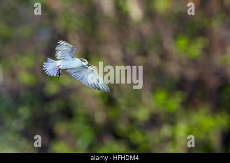 Mignattino piombato in Arugam Bay Lagoon, Sri Lanka ; specie Chlidonias hybrida famiglia dei Laridae Foto Stock