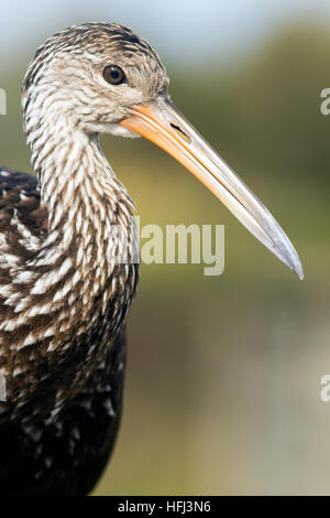 Limpkin - Verde Cay zone umide - Boynton Beach, Florida USA Foto Stock