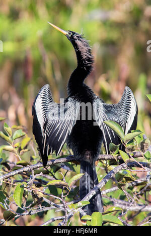 Anhinga - Wakodahatchee zone umide - Delray Beach, Florida USA Foto Stock