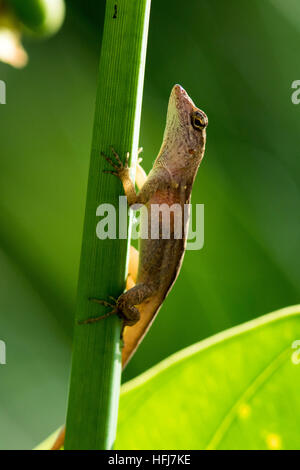 Anole marrone - verde Cay zone umide, Boynton Beach, Florida, Stati Uniti d'America Foto Stock