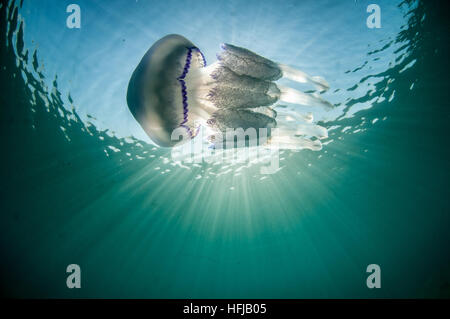 Meduse, Rhizostoma pulmo, nel Mare Mediterraneo, Comarruga, Costa Dorada, SPAGNA Foto Stock