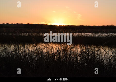 Sunset canneti a Avalon paludi sui livelli di Somerset Foto Stock