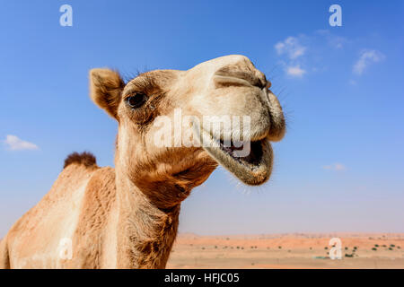 Felice primo piano a dorso di cammello, osservando la fotocamera con un paesaggio desertico e un cielo azzurro cristallino sullo sfondo, allegro animale, deserto del Medio Oriente Foto Stock