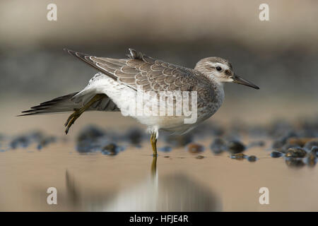 Red Knot Calidris canutus piumaggio invernale uccello in una piscina poco profonda, in piedi su una gamba sola ala stretching. Foto Stock