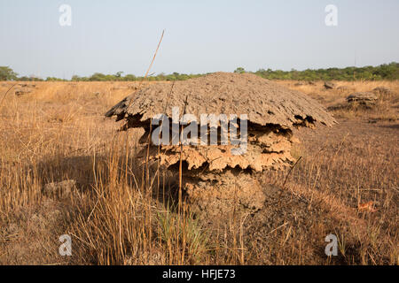 Gbderedou Baranama, Guinea, 2° maggio 2015; questo villaggio e area locale sarà allagato dalla diga. Termite tumuli in terra di sdoganamento per l'agricoltura. Foto Stock