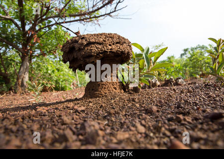 Gbderedou Baranama, Guinea, 2° maggio 2015; questo villaggio e area locale sarà allagato dalla diga. Termite tumuli in terra di sdoganamento per l'agricoltura. Foto Stock