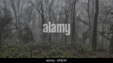 Coperto di edera tress nella nebbia a Sharphill boschi, West Bridgford nottingham REGNO UNITO Foto Stock