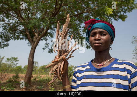 Villaggio Koumban, Guinea, 2° maggio 2015. Mariama Condé, 35 con 4 figli, è il taglio di néré frutta con i suoi figli. Néré è molto dolce e redditizio. Foto Stock