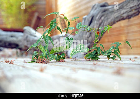 Weed Sow Thistle - Sonchus crescente nel crack del marciapiede . Foto Stock